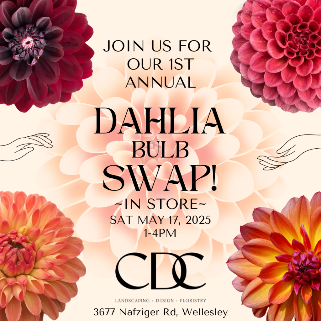 CDC.Dahlia.Bulb.swap.Insta.V2